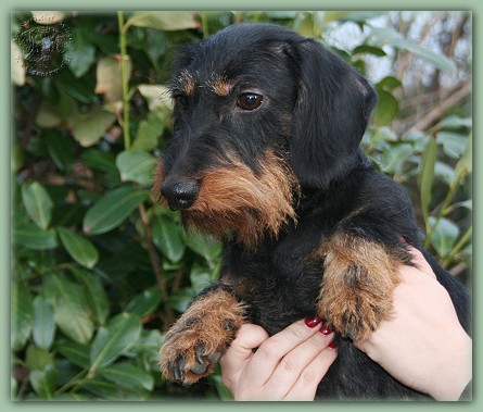 Ausstellungserfolge1_10