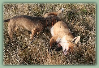 noch nicht genug den Fuchs gebeutelt noch nicht genug den Fuchs gebeutelt