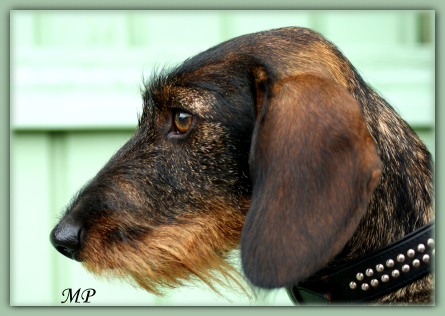 Rubina vom Tannenwichtl