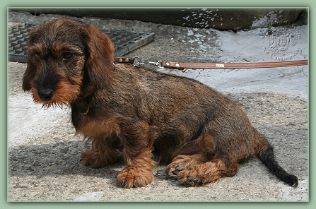 Sagesse vom Tannenwichtl FCI