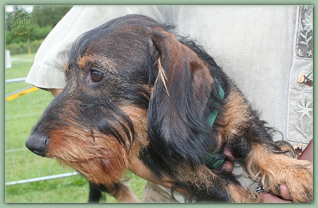 Quercus vom Tannenwichtl