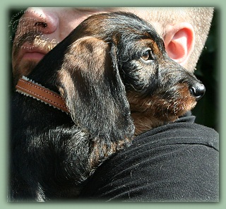 Rubina vom Tannenwichtl