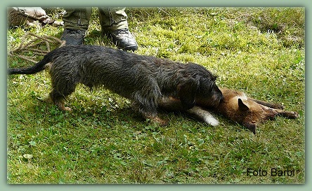 Ours vom Tannenwichtl