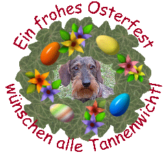 Rauhhaardackel vom Tannenwichtl