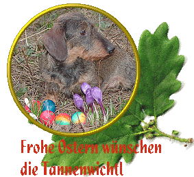 Rauhhaardackel vom Tannenwichtl