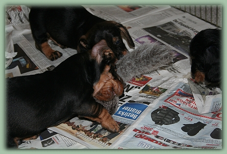 Jeder will die Beute haben... Jeder will die Beute haben...