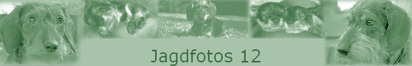 Jagdfotos 12 Jagdfotos 12