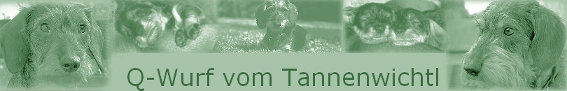 Q-Wurf vom Tannenwichtl Q-Wurf vom Tannenwichtl