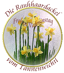 Rauhhaardackel vom Tannenwichtl